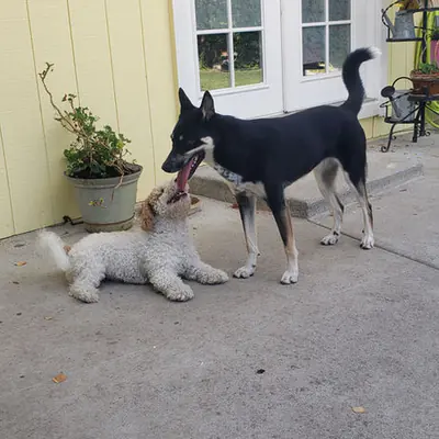 Pet at Pawsitive Pets