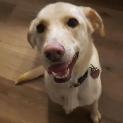 Pet at Pawsitive Pets