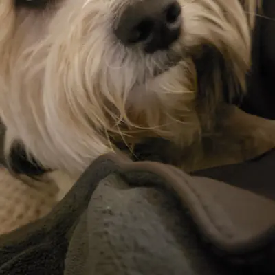 Pet at Pawsitive Pets