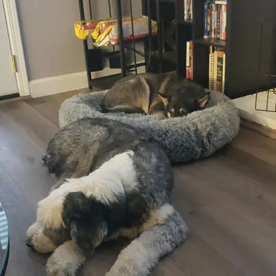 Pet at Pawsitive Pets