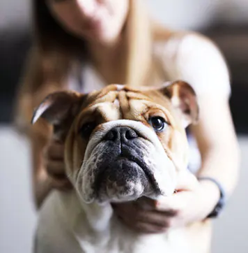 Dog Lover
