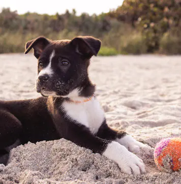 Puppy on the Beach
