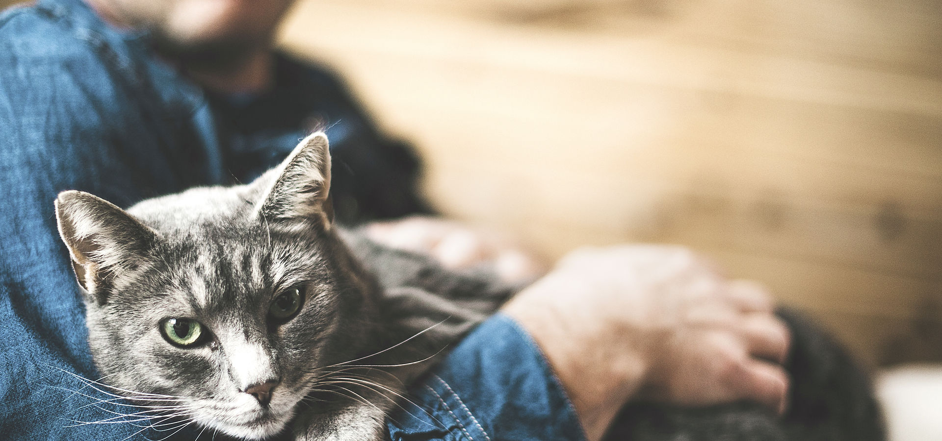 Grey Cat