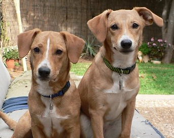 Twin Dogs