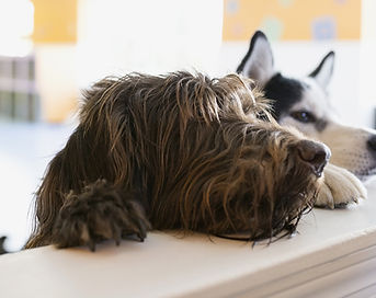 Two dogs