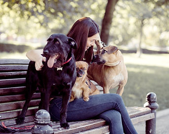 Dogs on a Bench