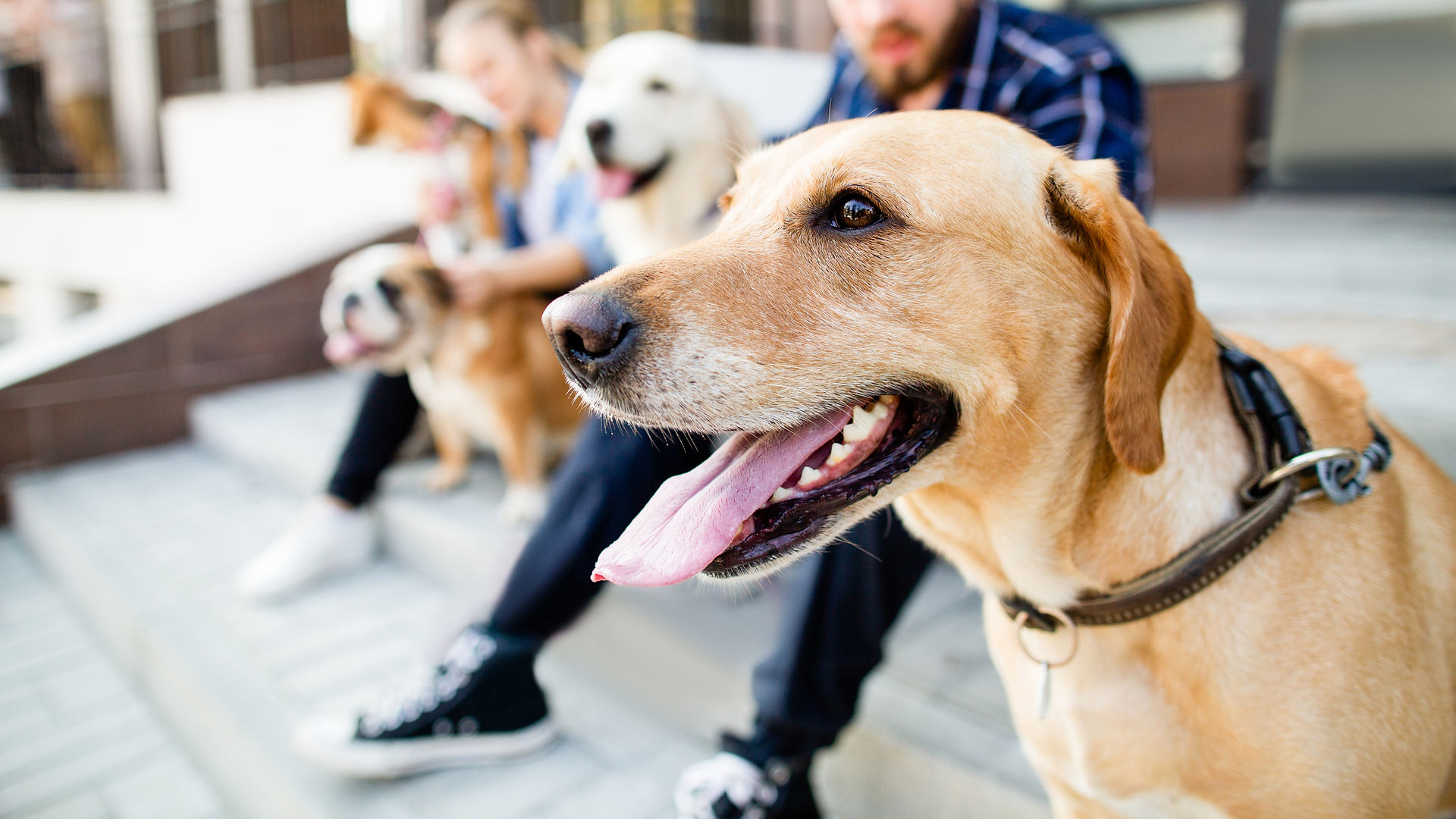 People and dogs