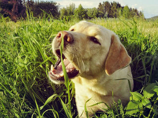 Why Do Dogs Eat Grass? Understanding This Common Canine Behavior
