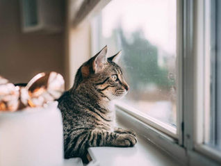 Five Serious Risks of Leaving Your Cat Alone Over 24 Hours