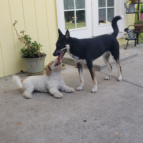 Pet at Pawsitive Pets