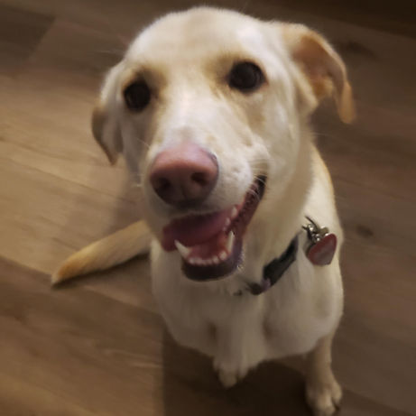 Pet at Pawsitive Pets