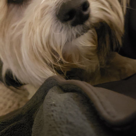 Pet at Pawsitive Pets