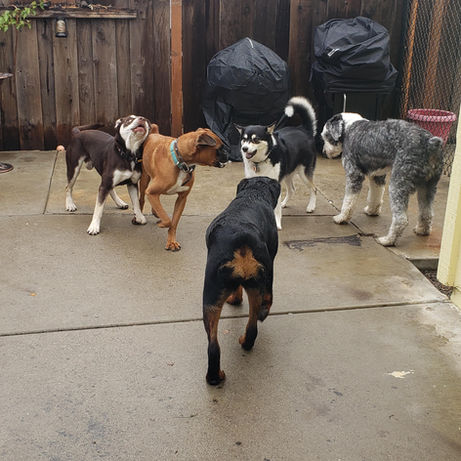 Pet at Pawsitive Pets