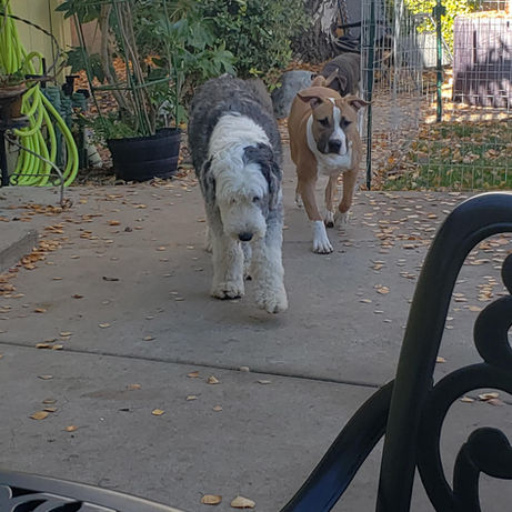 Pet at Pawsitive Pets