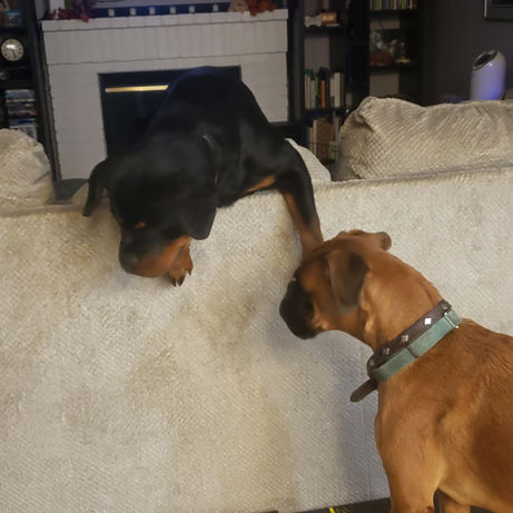 Pet at Pawsitive Pets