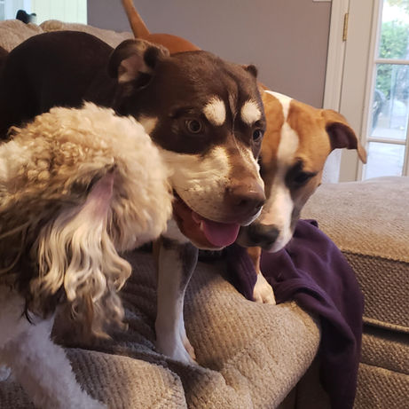 Pet at Pawsitive Pets