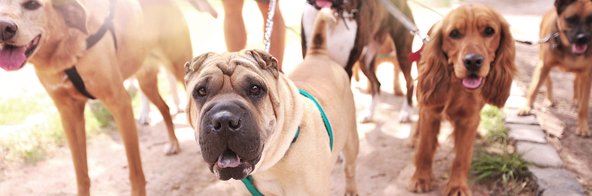 Dog Walker