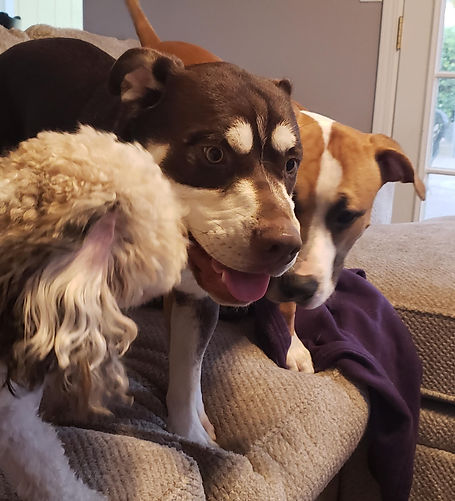 Dogs