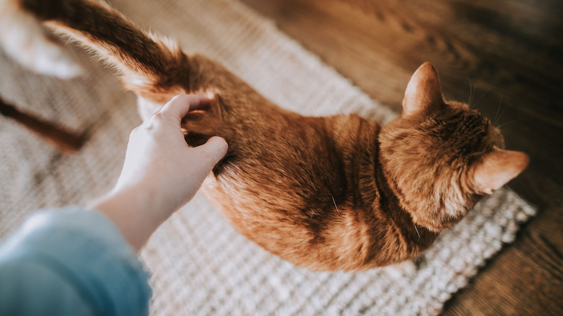 Caressing a Cat