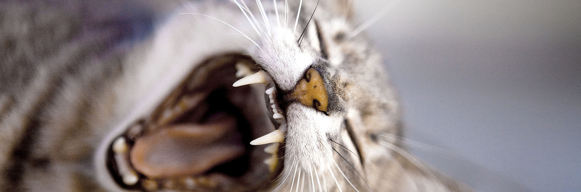 Yawning Cat