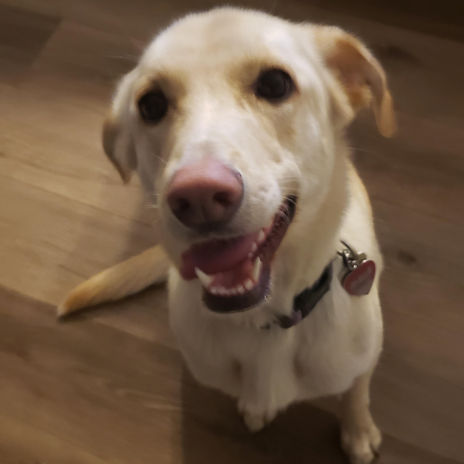 Happy pet at Pawsitive Pets