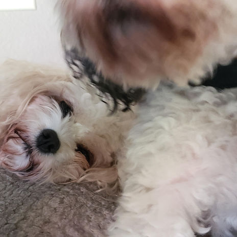 Happy pet at Pawsitive Pets