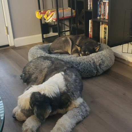 Happy pet at Pawsitive Pets