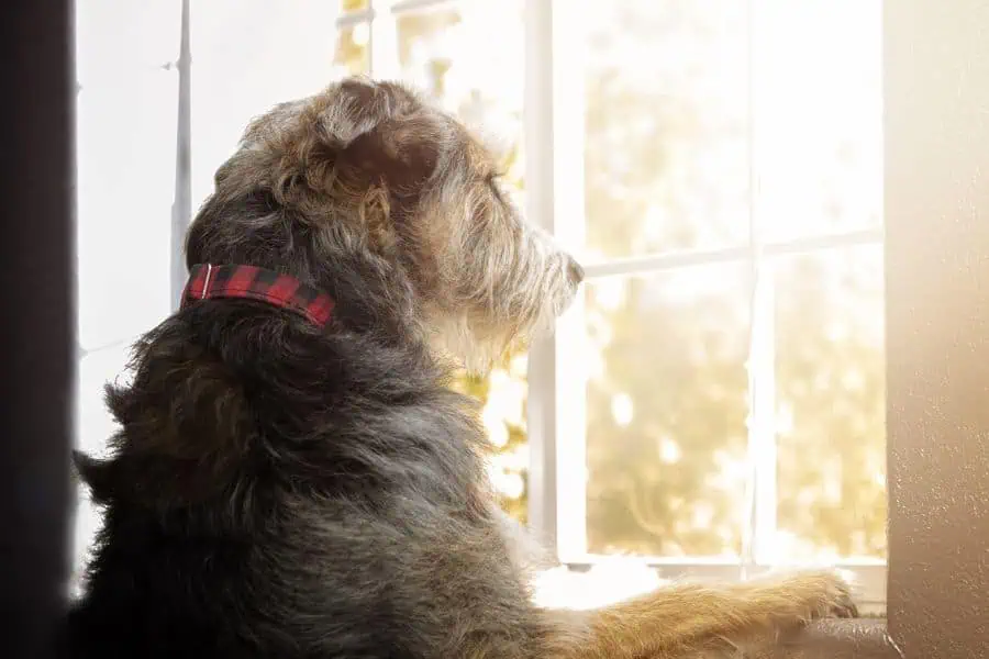 Pet seperation anxiety