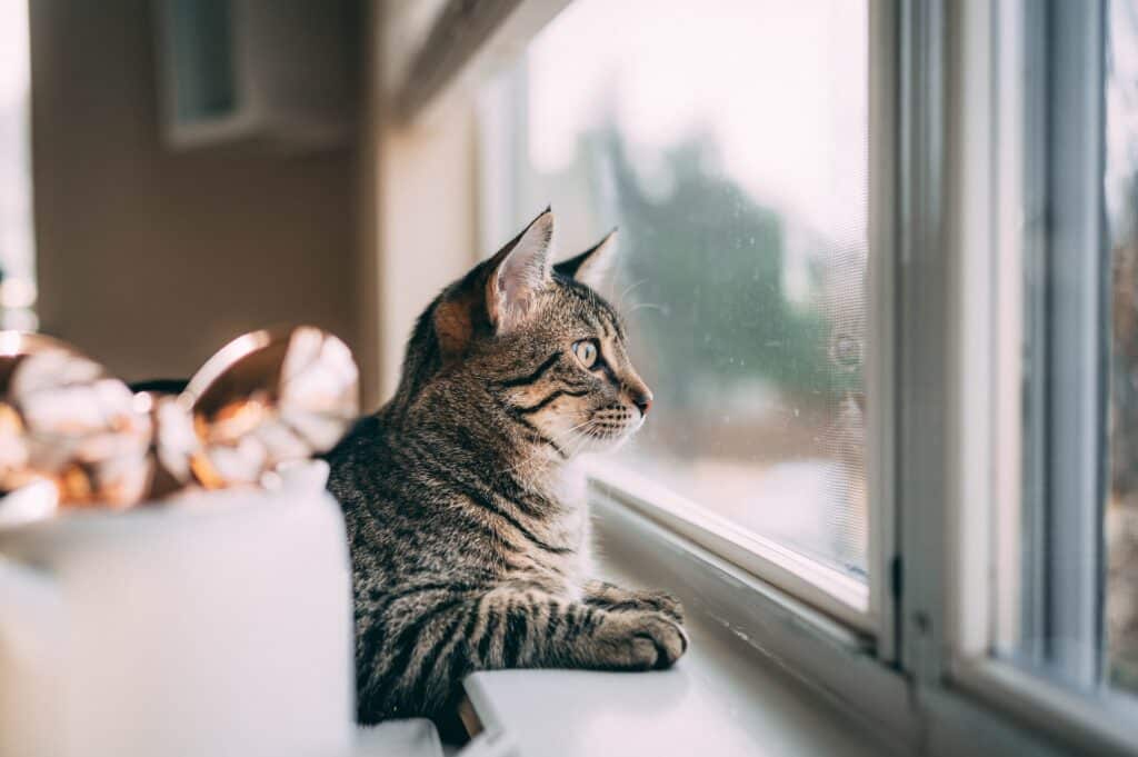 Risk of leaving pet alone